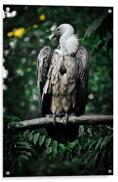 griffon vulture Acrylic by Jo Beerens