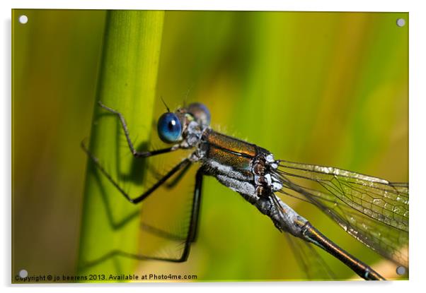 blue eyes Acrylic by Jo Beerens