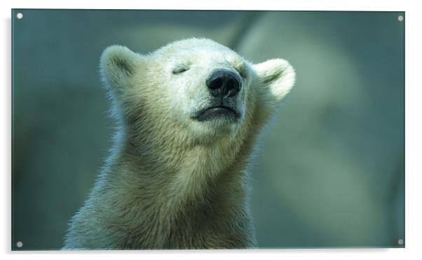 polar bear cub Acrylic by Jo Beerens