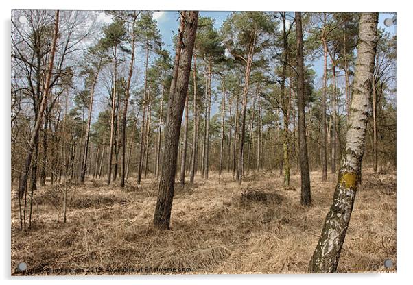 cant see the forest for the trees Acrylic by Jo Beerens