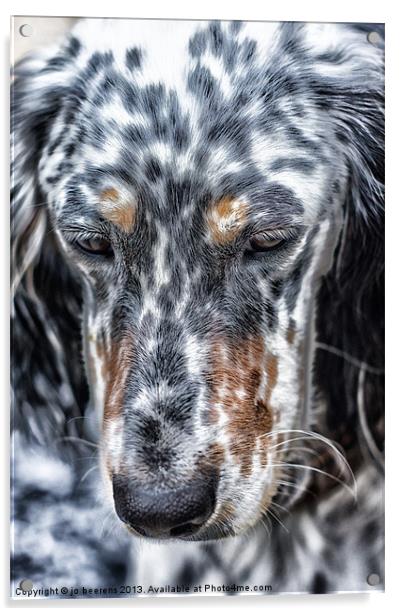 english setter Acrylic by Jo Beerens