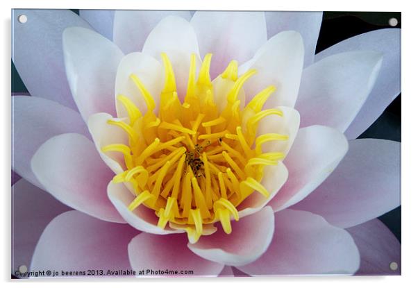 water lily Acrylic by Jo Beerens