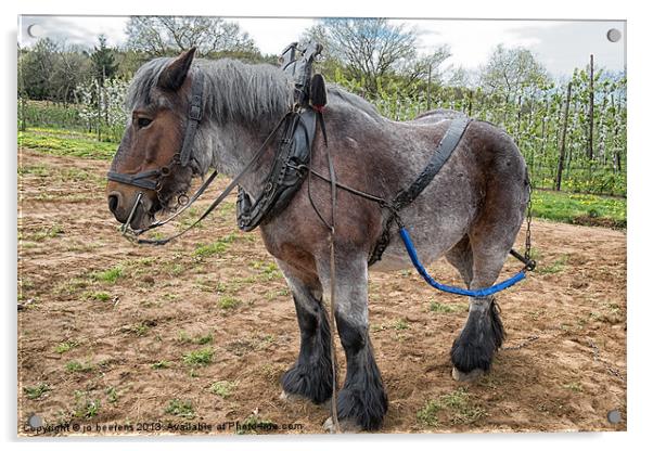 Belgian Draft horse Acrylic by Jo Beerens