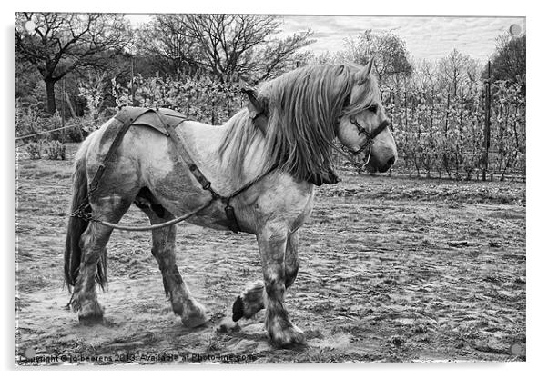 Belgian Heavy Horse Acrylic by Jo Beerens