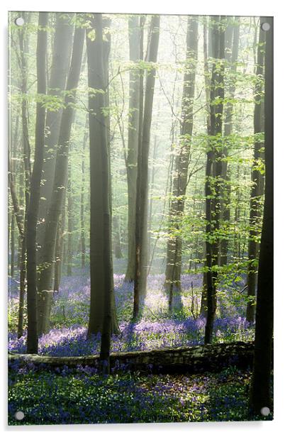 bluebell mist Acrylic by Jo Beerens