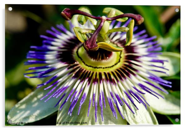 passion flower Acrylic by Jo Beerens