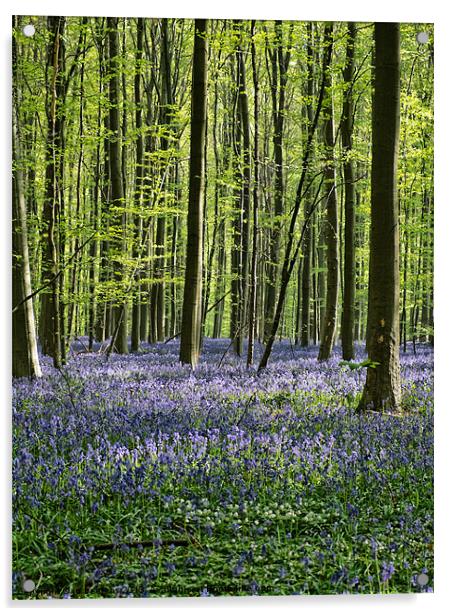 bluebell forest Acrylic by Jo Beerens