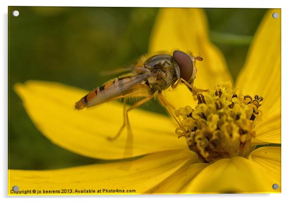 hover fly Acrylic by Jo Beerens