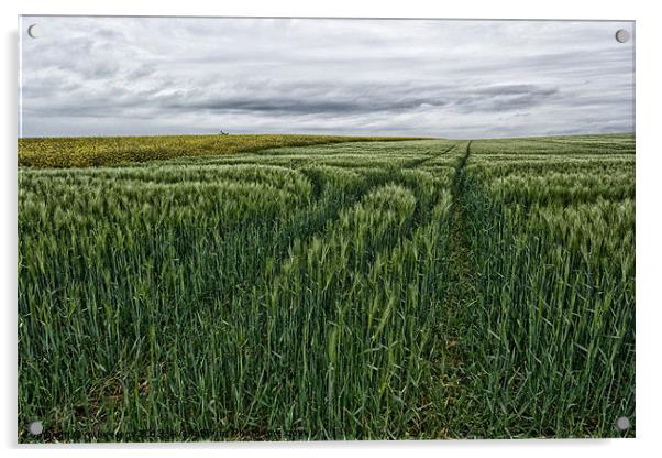 grain field tracks Acrylic by Jo Beerens