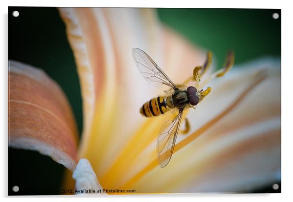 hoverfly macro Acrylic by Jo Beerens