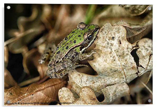 thumb size frog Acrylic by Jo Beerens