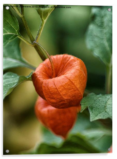 chinese lantern flower Acrylic by Jo Beerens