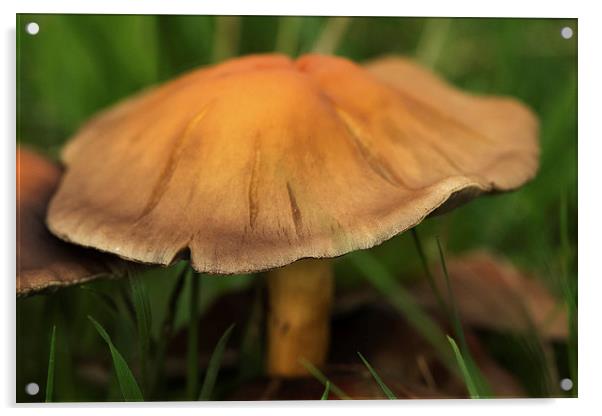 fall mushroom Acrylic by Jo Beerens