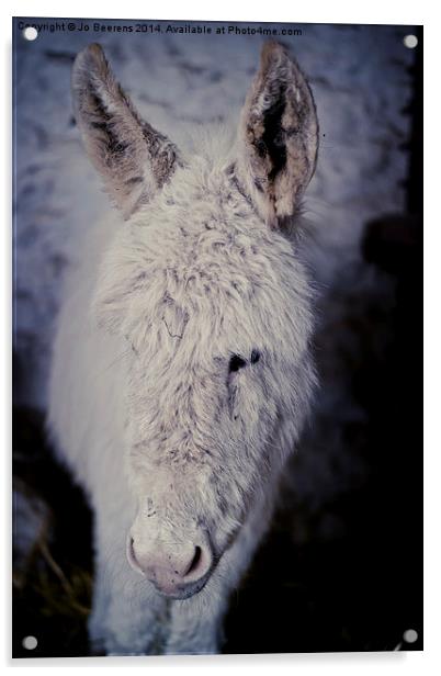 baby donkey Acrylic by Jo Beerens