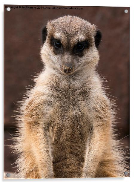 meerkat guard Acrylic by Jo Beerens