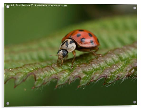 ladybug on leaf Acrylic by Jo Beerens
