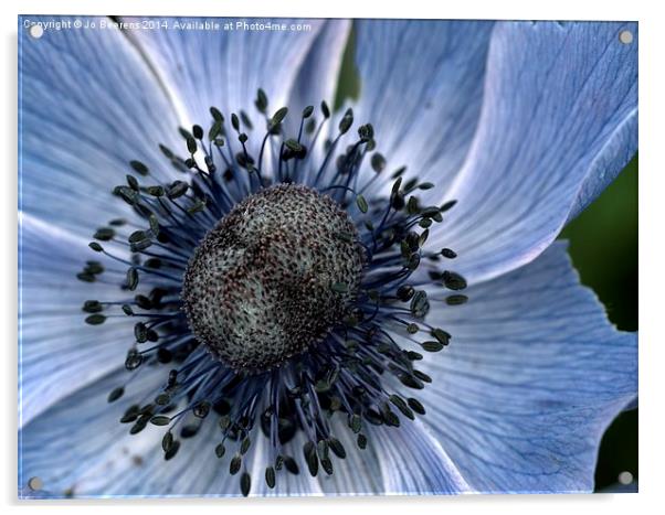 poppy anemone Acrylic by Jo Beerens