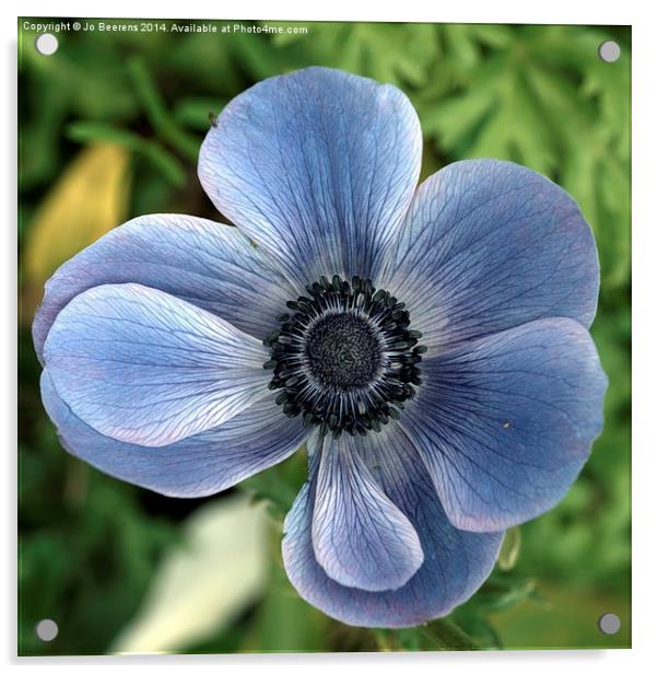 blue poppy anemone Acrylic by Jo Beerens