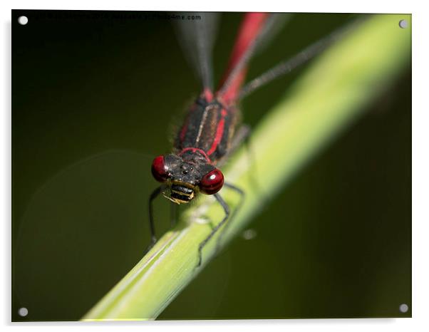 red eyed damselfly Acrylic by Jo Beerens