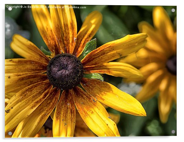 decaying rudbeckia  Acrylic by Jo Beerens