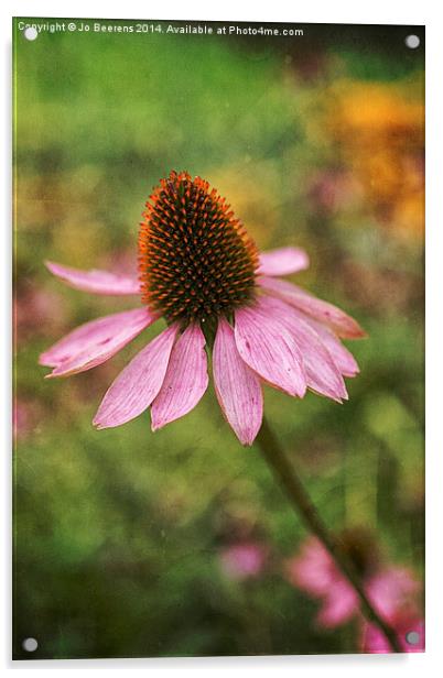 cone flower Acrylic by Jo Beerens