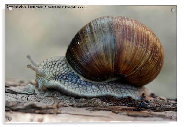  Burgundy snail Acrylic by Jo Beerens