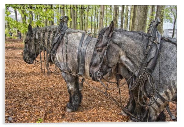 Belgian work horses Acrylic by Jo Beerens