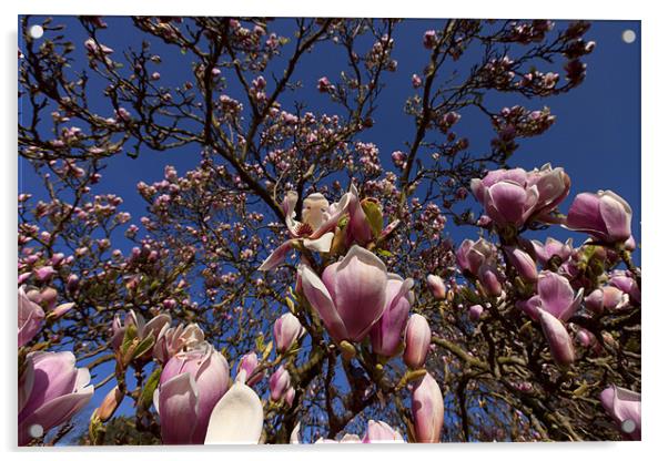Magnolias in Bloom Acrylic by Dean Messenger