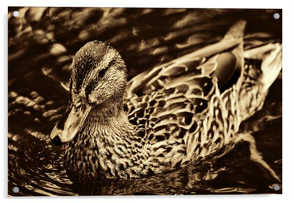 Golden Duck Acrylic by Dean Messenger