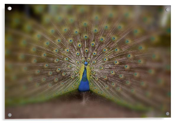 Peacock Acrylic by Dean Messenger