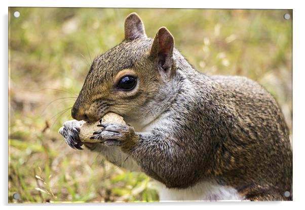 Grey Squirrel with Peanut Acrylic by Dean Messenger