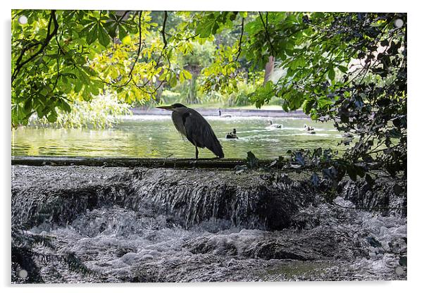  Grey Heron on waterfall Acrylic by Dean Messenger