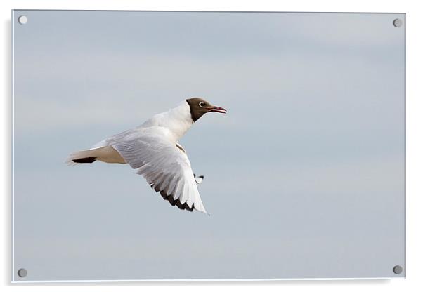  Black headed gull in flight Acrylic by Dean Messenger