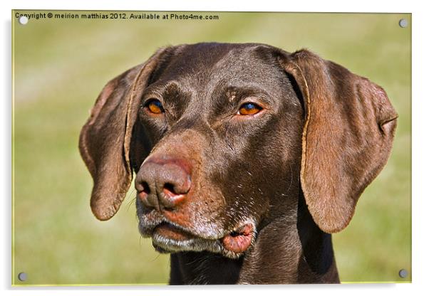 german short-haired pointer Acrylic by meirion matthias