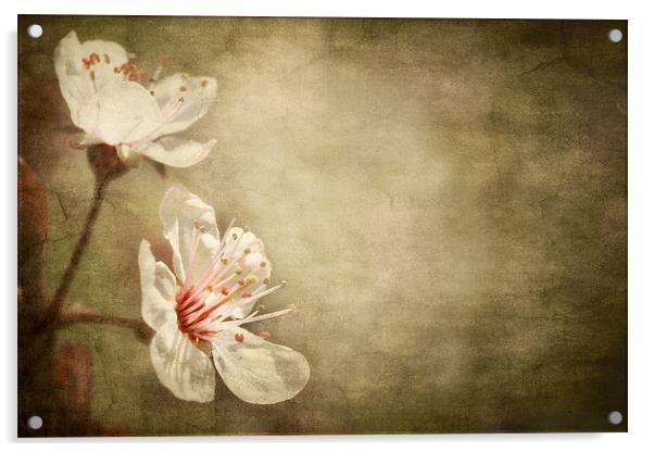 cherry blossom Acrylic by meirion matthias