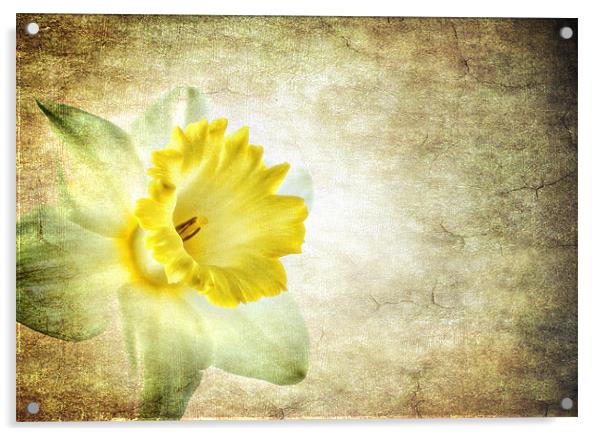 the daffodil Acrylic by meirion matthias