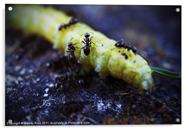 Ants crawling on a catapillar Acrylic by Mandy Rice