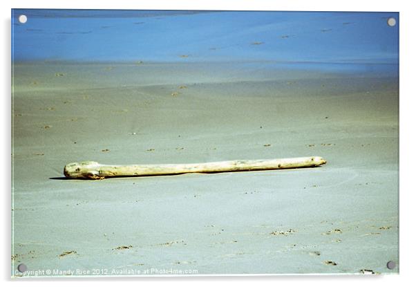 Beach driftwood Acrylic by Mandy Rice