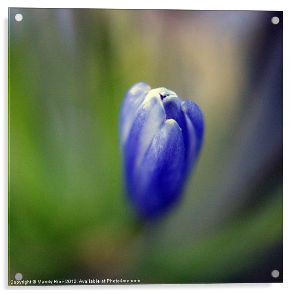 Blue flower bud Acrylic by Mandy Rice