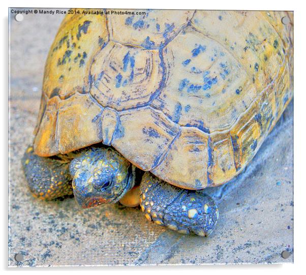  Tortoise Acrylic by Mandy Rice