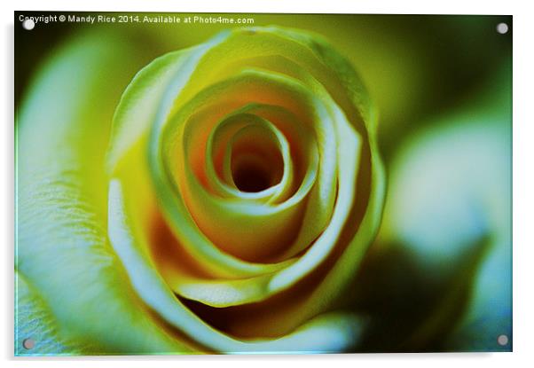  Cream Rose Acrylic by Mandy Rice