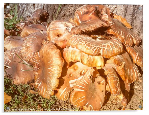 Fungi Acrylic by Mandy Rice