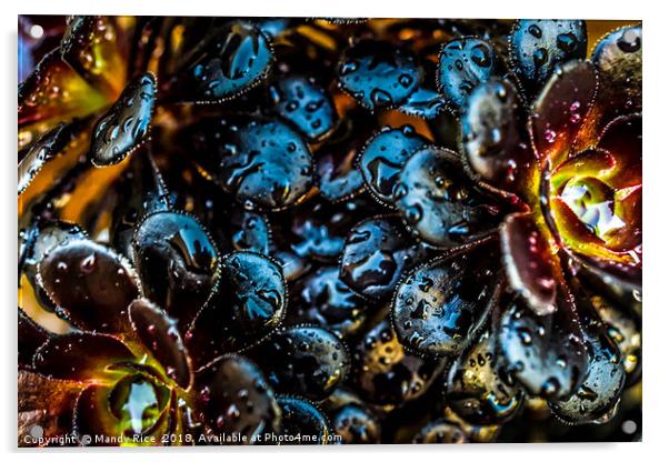 Aeonium Nigrum close up Acrylic by Mandy Rice