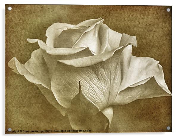 Textured White Rose Acrylic by Fiona Messenger