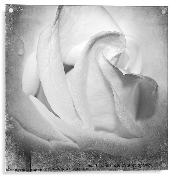 And the White rose Breathes of Love Acrylic by Fiona Messenger