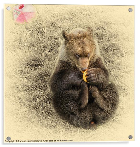 Bear Cub Acrylic by Fiona Messenger