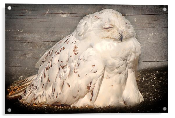Sunbathing Snowy Owl Acrylic by Fiona Messenger