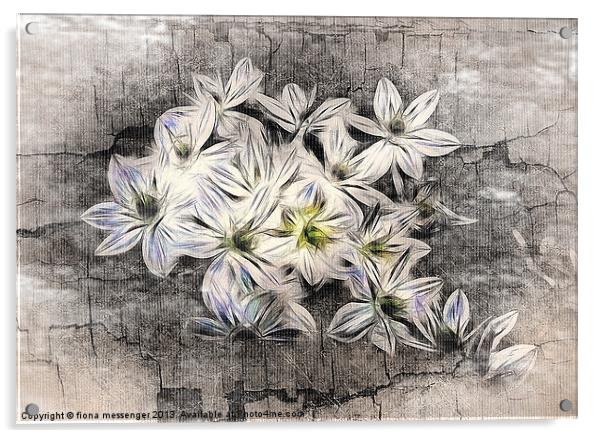 Allium Greys Acrylic by Fiona Messenger