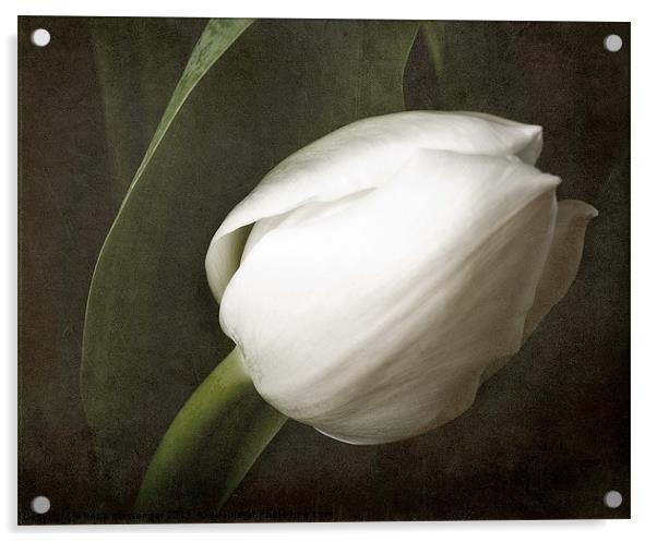 White tulip Acrylic by Fiona Messenger