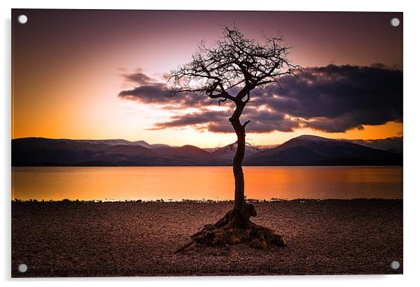 Lone Tree Bay Acrylic by Fiona Messenger